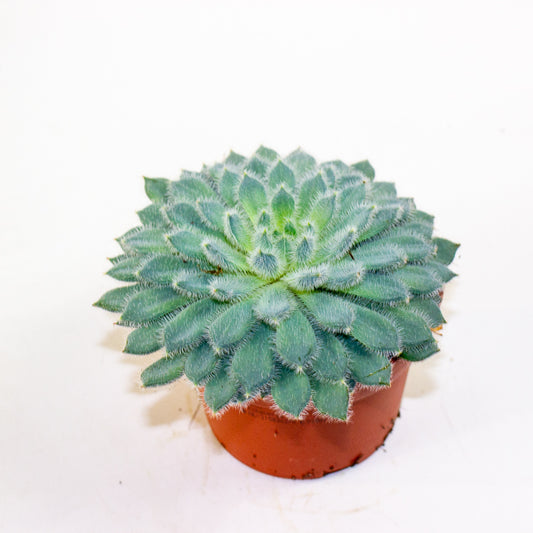 Echeveria setosa 10.5cm H14cm