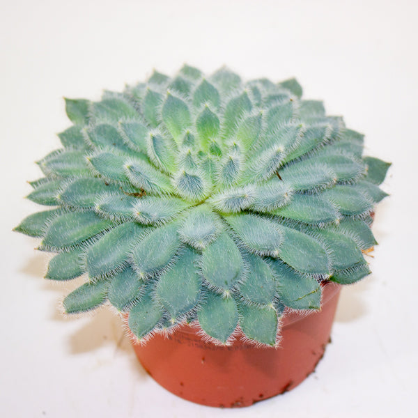 Echeveria setosa 10.5cm H14cm