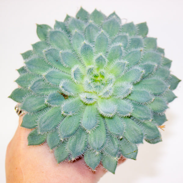 Echeveria setosa 10.5cm H14cm
