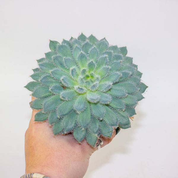 Echeveria setosa 10.5cm H14cm