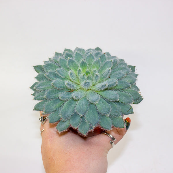 Echeveria setosa 10.5cm H14cm