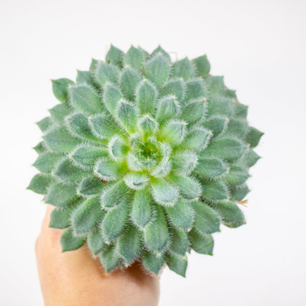 Echeveria setosa 10.5cm H14cm