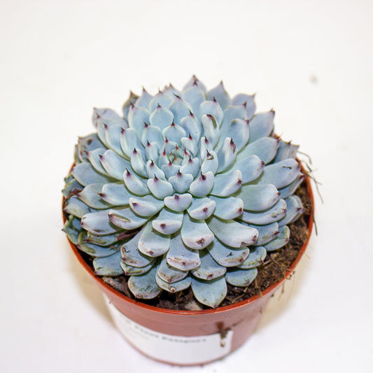 Echeveria texensis 8.5cm H10cm