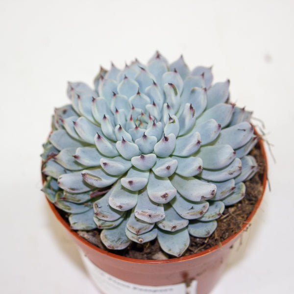 Echeveria texensis 8.5cm H10cm