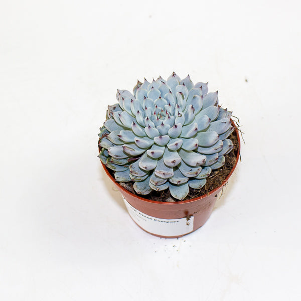 Echeveria texensis 8.5cm H10cm