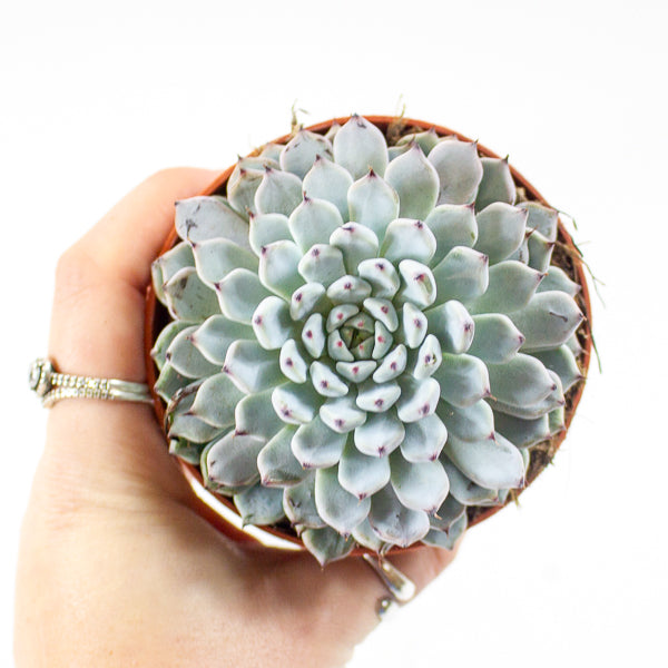 Echeveria texensis 8.5cm H10cm