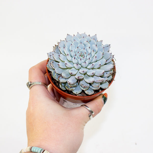 Echeveria texensis 8.5cm H10cm