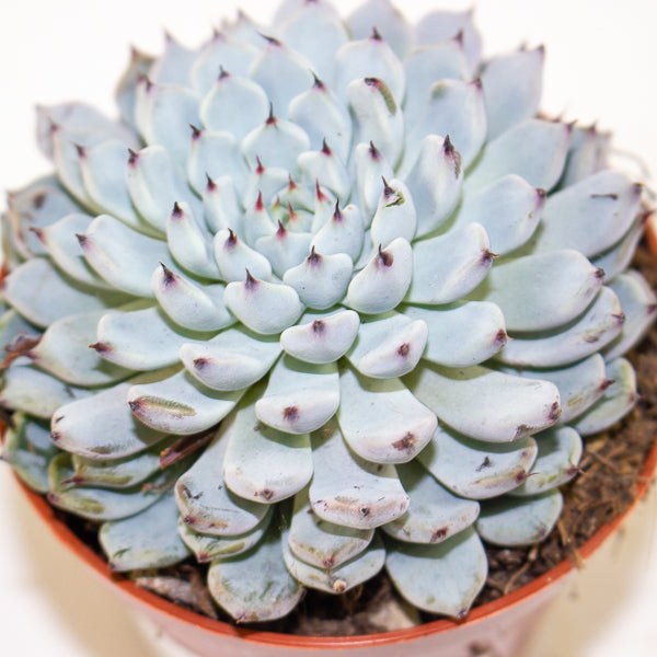 Echeveria texensis 8.5cm H10cm