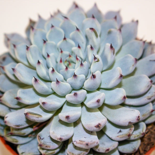 Echeveria texensis 8.5cm H10cm
