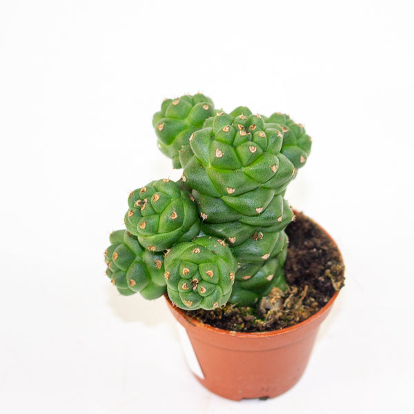 Euphorbia Ritschei mini 6cm H12cm