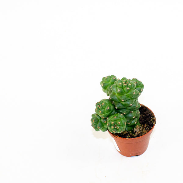 Euphorbia Ritschei mini 6cm H12cm