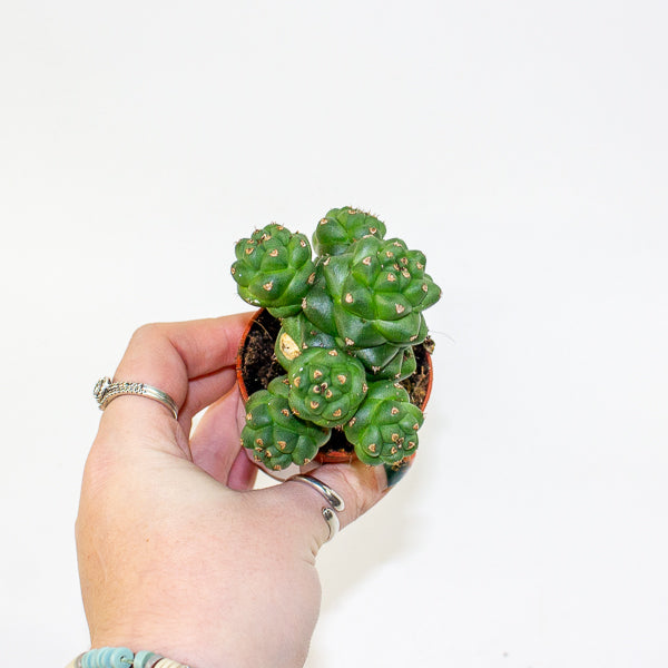 Euphorbia Ritschei mini 6cm H12cm