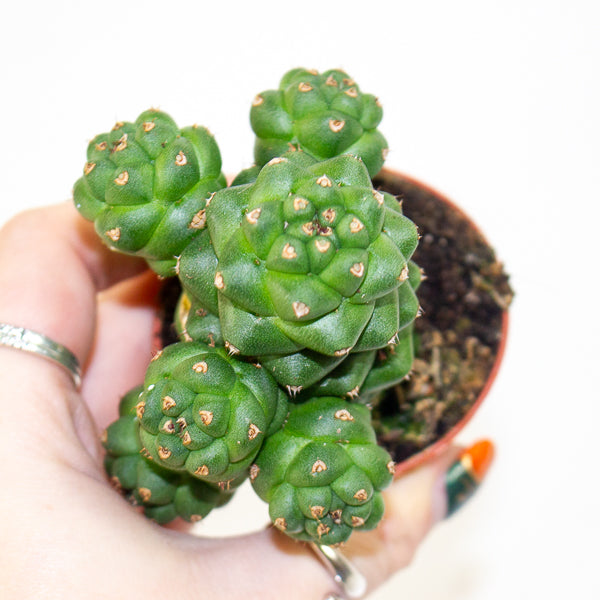 Euphorbia Ritschei mini 6cm H12cm