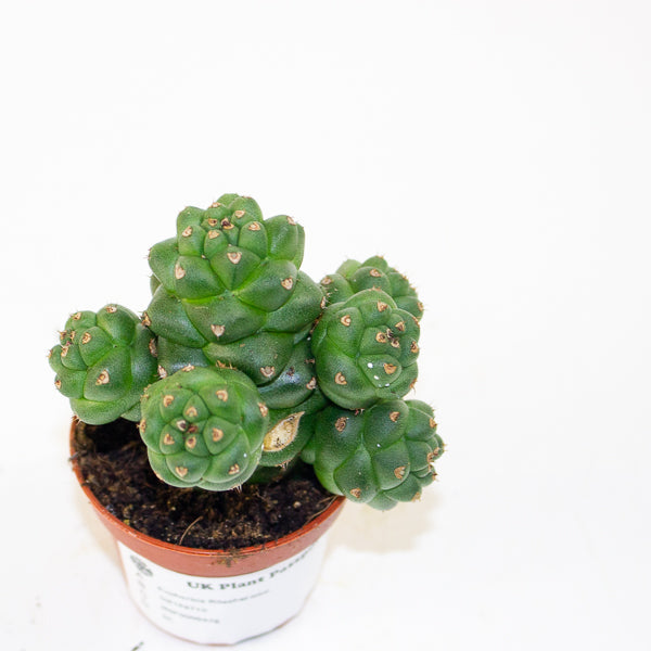 Euphorbia Ritschei mini 6cm H12cm