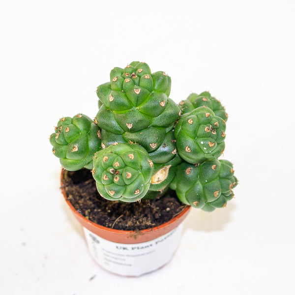 Euphorbia Ritschei mini 6cm H12cm