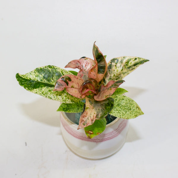 Ficus Shivereana moonshine 2cm H15cm