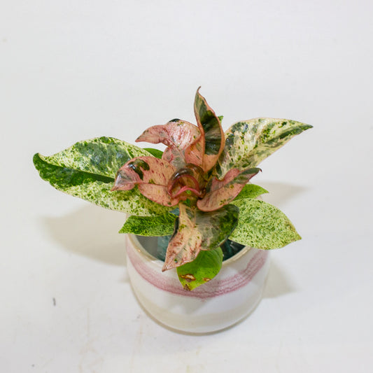 Ficus Shivereana moonshine 2cm H15cm