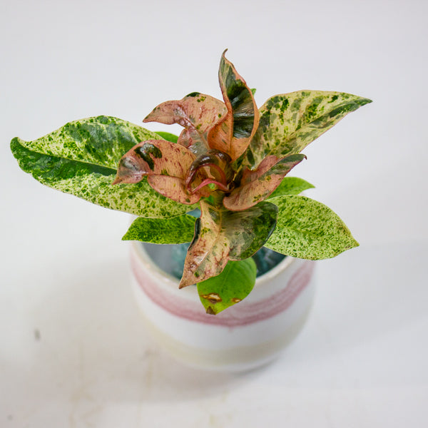 Ficus Shivereana moonshine 2cm H15cm