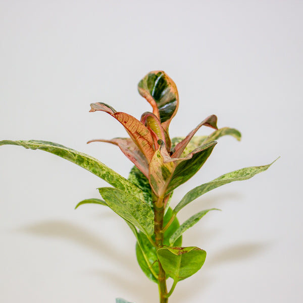 Ficus Shivereana moonshine 2cm H15cm