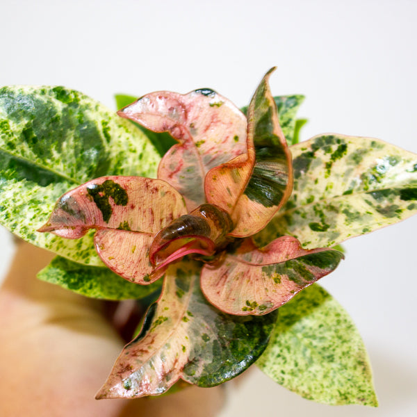 Ficus Shivereana moonshine 2cm H15cm