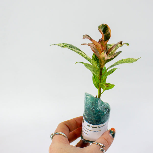 Ficus Shivereana moonshine 2cm H15cm