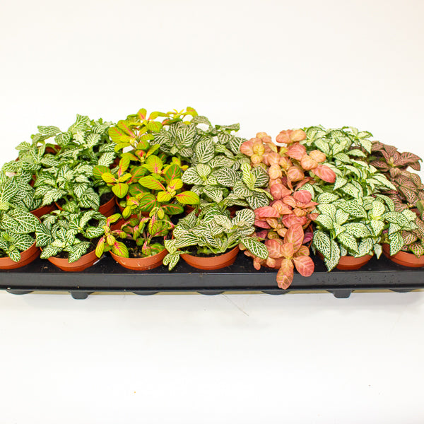 Fittonia mixed - Choose one from our selection 8.5cm H12cm