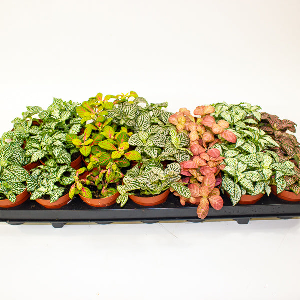Fittonia mixed - Choose one from our selection 8.5cm H12cm