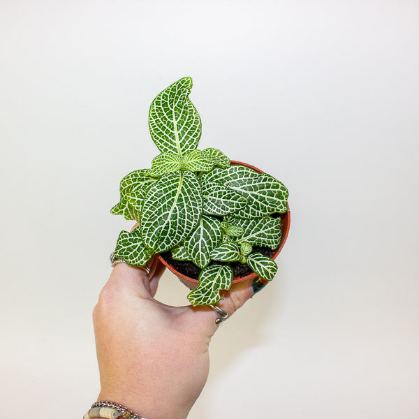Fittonia mixed - Choose one from our selection 8.5cm H12cm