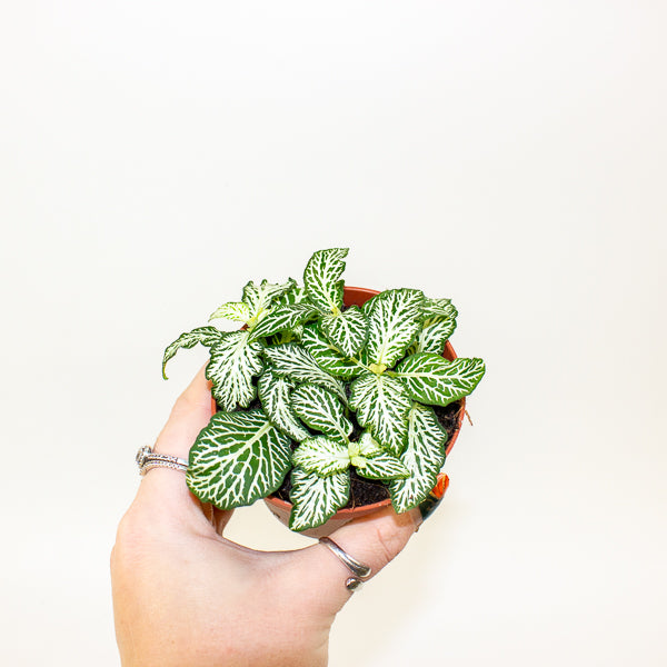 Fittonia mixed - Choose one from our selection 8.5cm H12cm