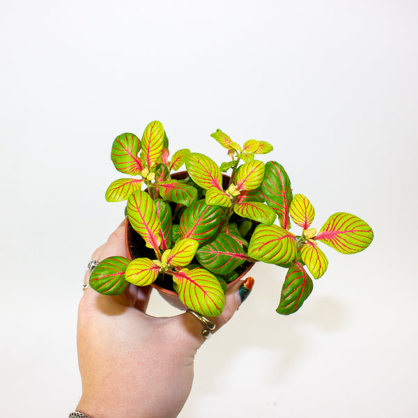 Fittonia mixed - Choose one from our selection 8.5cm H12cm