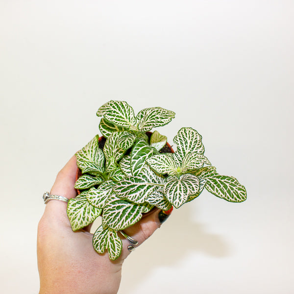 Fittonia mixed - Choose one from our selection 8.5cm H12cm