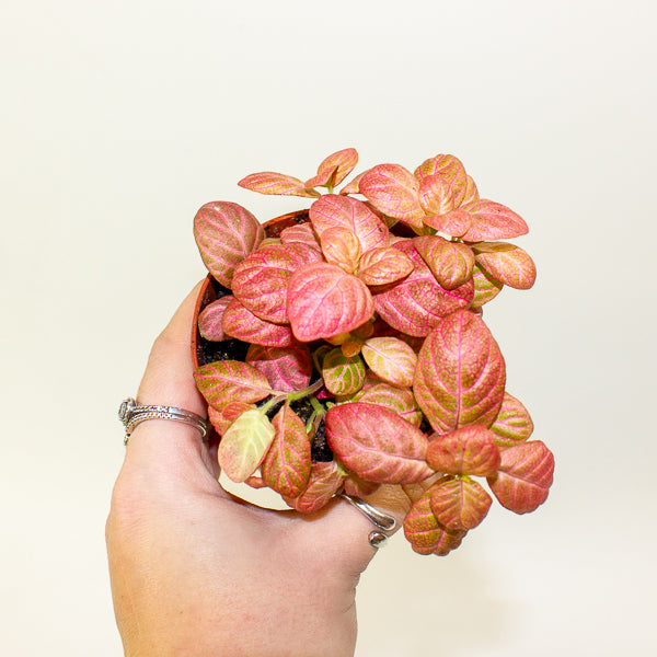Fittonia mixed - Choose one from our selection 8.5cm H12cm