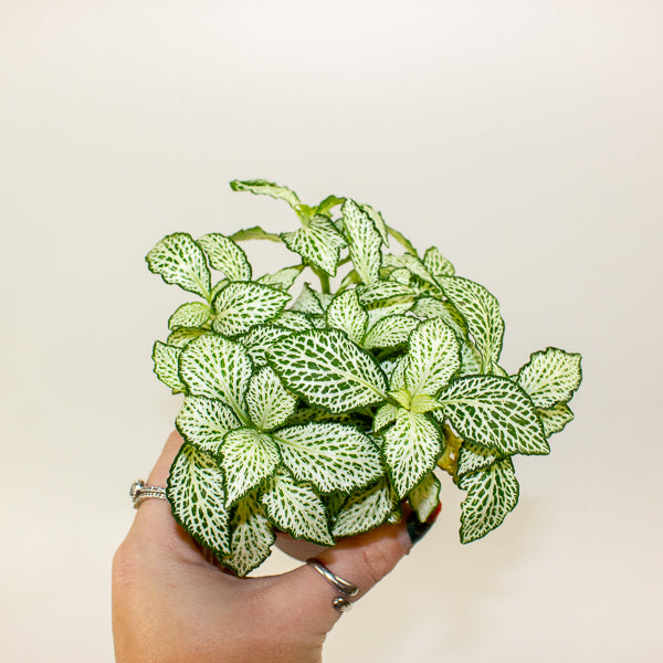 Fittonia mixed - Choose one from our selection 8.5cm H12cm