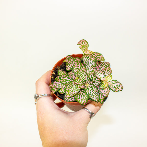 Fittonia mixed - Choose one from our selection 8.5cm H12cm