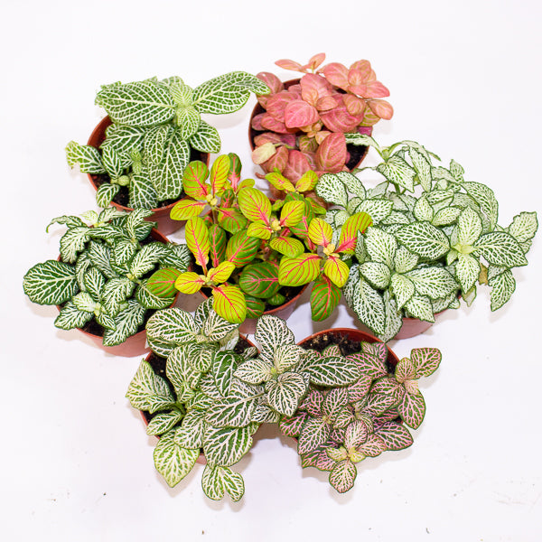 Fittonia mixed - Choose one from our selection 8.5cm H12cm