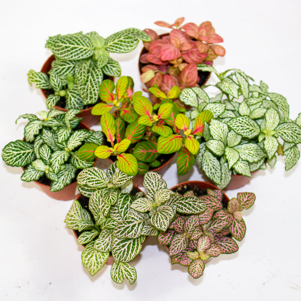 Fittonia mixed - Choose one from our selection 8.5cm H12cm