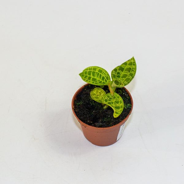 Macodes petola Jewel Orchid 6cm H8cm