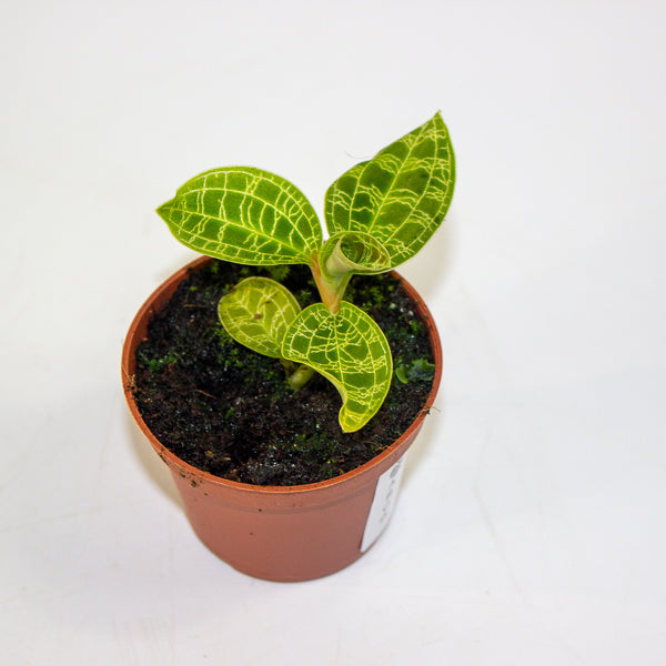 Macodes petola Jewel Orchid 6cm H8cm