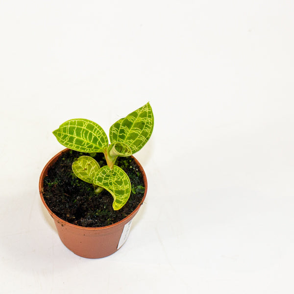 Macodes petola Jewel Orchid 6cm H8cm