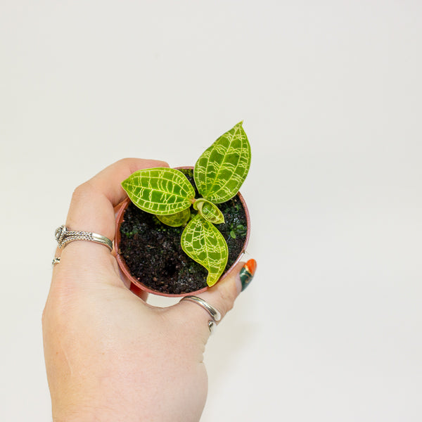 Macodes petola Jewel Orchid 6cm H8cm