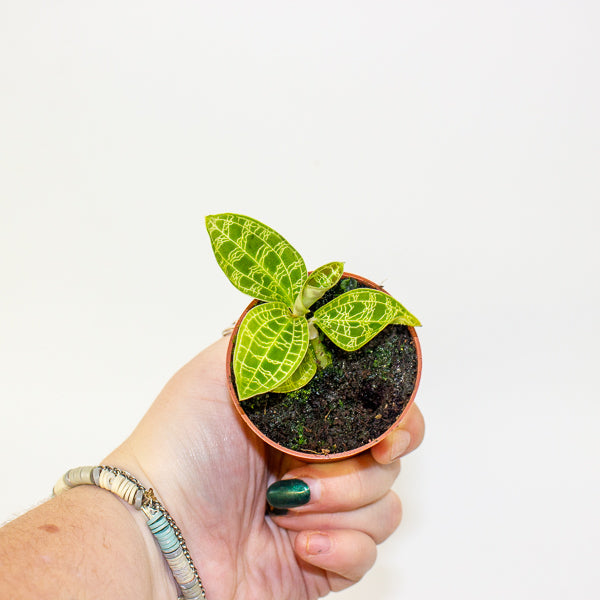 Macodes petola Jewel Orchid 6cm H8cm