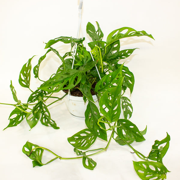 Monstera obliqua (Leichtlinii) 17cm H50cm