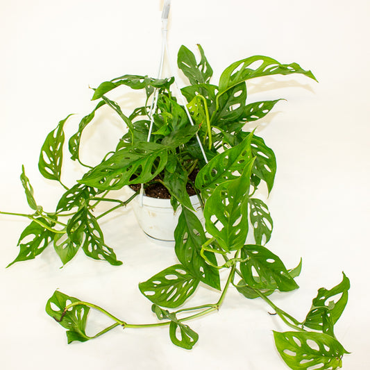 Monstera obliqua (Leichtlinii) 17cm H50cm