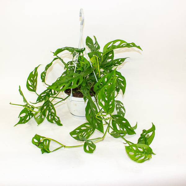 Monstera obliqua (Leichtlinii) 17cm H50cm