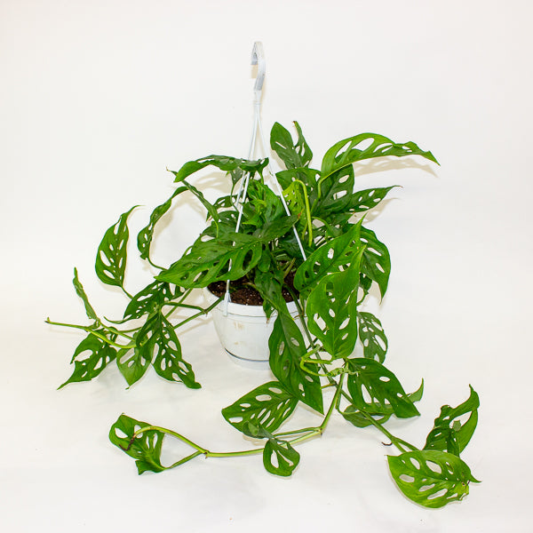 Monstera obliqua (Leichtlinii) 17cm H50cm