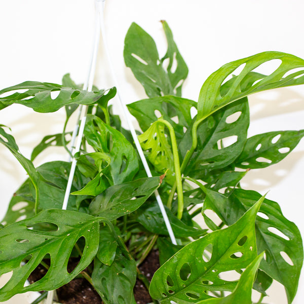 Monstera obliqua (Leichtlinii) 17cm H50cm