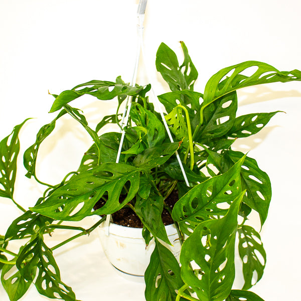 Monstera obliqua (Leichtlinii) 17cm H50cm