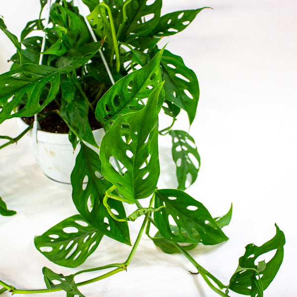 Monstera obliqua (Leichtlinii) 17cm H50cm