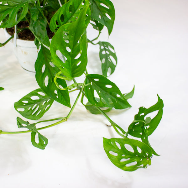 Monstera obliqua (Leichtlinii) 17cm H50cm