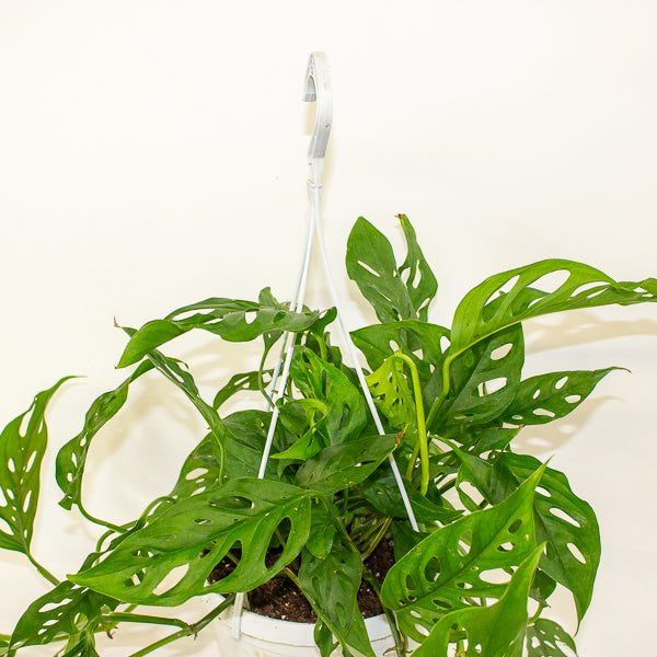 Monstera obliqua (Leichtlinii) 17cm H50cm